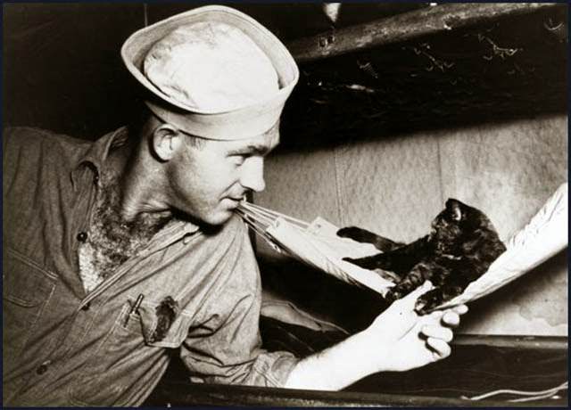 New mascot 'Saipan' of the USS New Mexico tries to get comfortable. The New Mexico provided support during the U.S. Marine invasion of Saipan in 1944, so it it likely the cat was rescued after the battle.