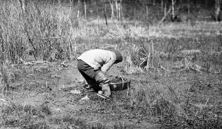 Chinese man picking watercress in High Park, Toronto, 1920.