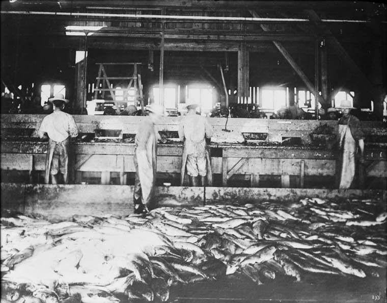 Chinese cleaning fish, 1920.