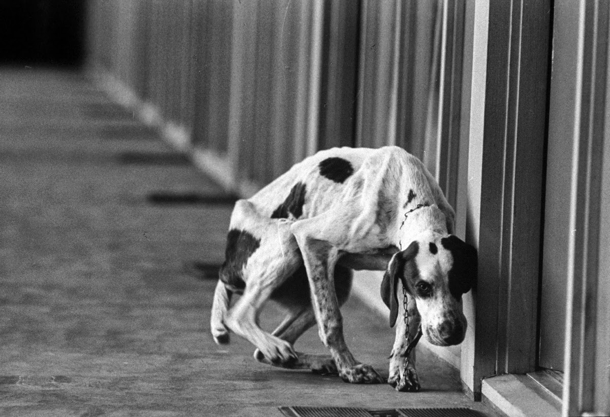 "Lucky," an English pointer rescued from an Oklahoma fair in 1966.