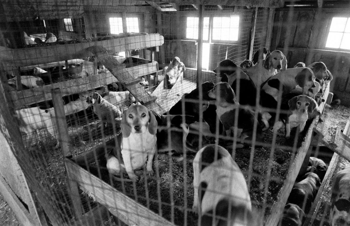 Scene at a dog dealer's compound, 1966.