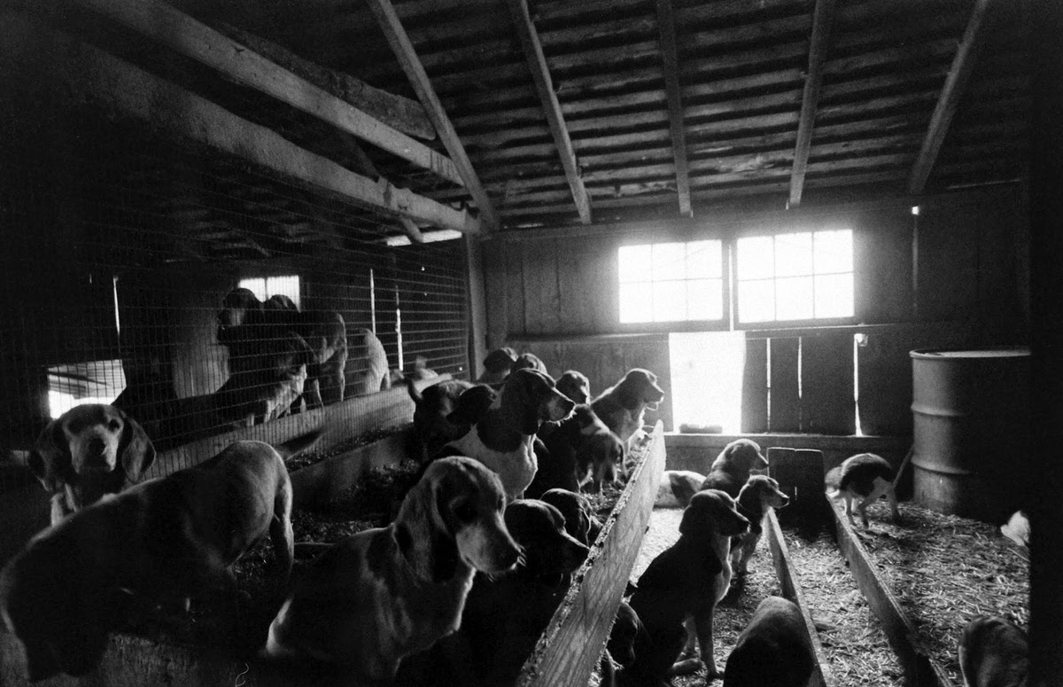 Scene at a dog dealer's compound, 1966.
