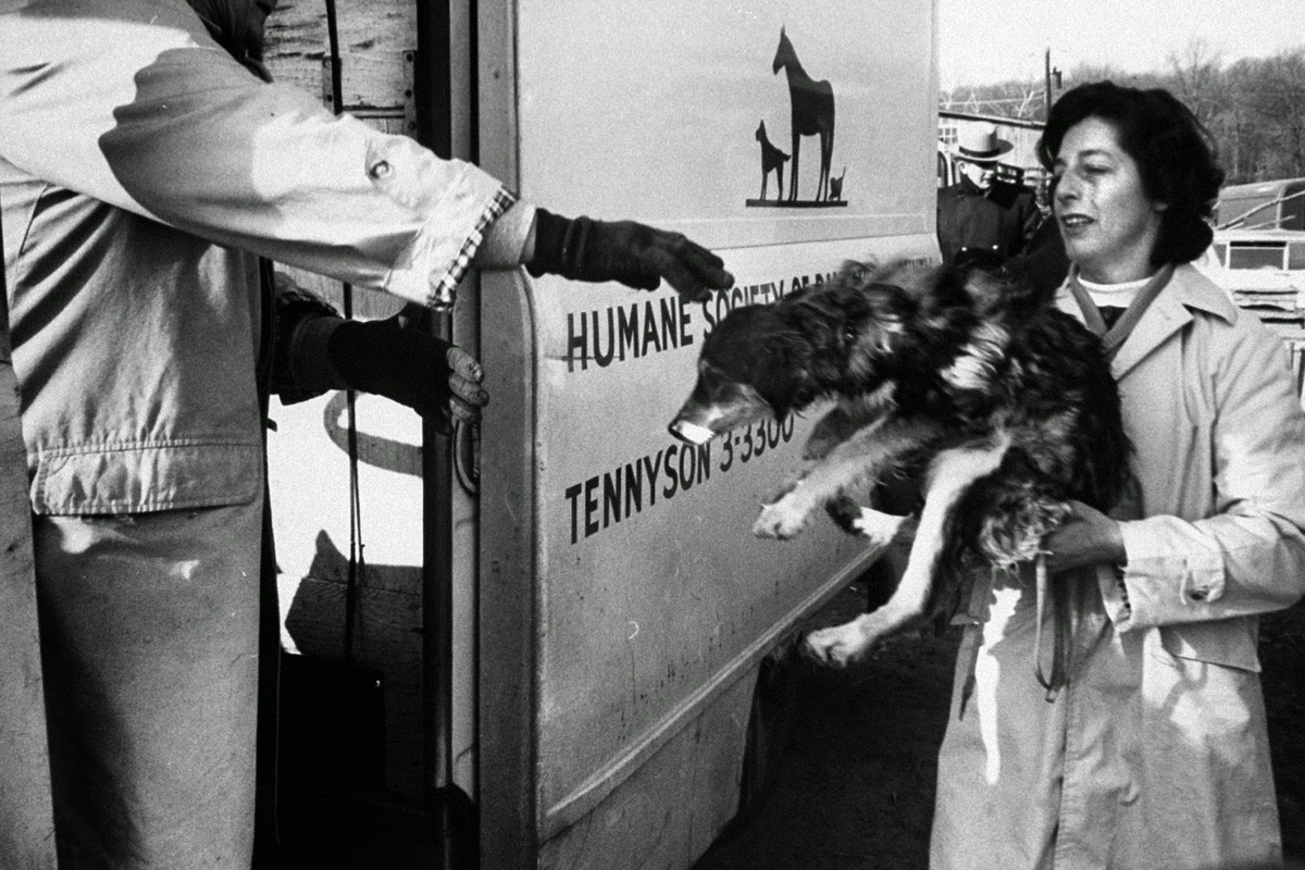 One of 28 sick dogs rescued in raid is hoisted by Mrs. Helen Crews of Baltimore County Humane Society into a truck for trip to animal shelter.