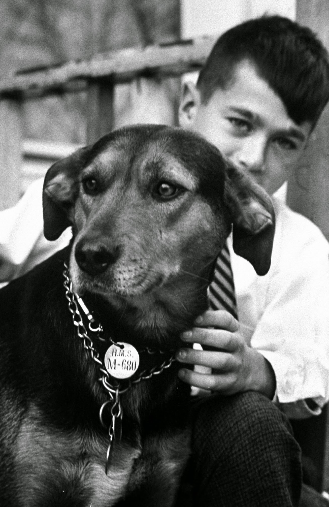 He has no fancy bloodlines, but to Thomas Connollys of Newton, Mass. Lancer is the family pooch. The dog was picked up and impounded one day after delivering the Connolly children to school. After 10 days he was sold to Harvard Medical School, but during a transfer he chewed through his leash and escaped. He struck out for home, over 20 miles away -- and made it. He was still wearing his Harvard School tag and the family let him keep it.
