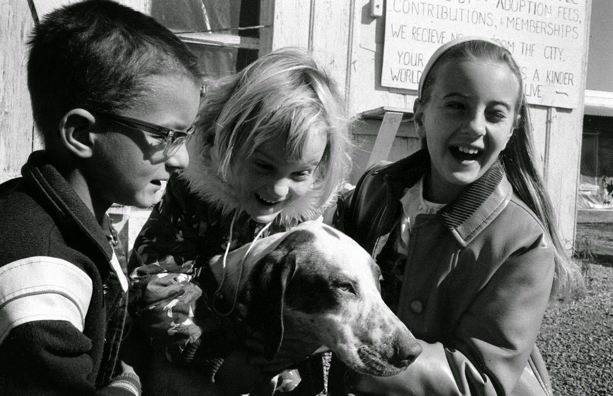 Lucky the English pointer with admirers.