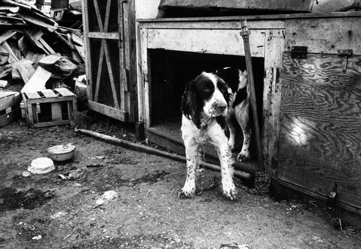This woebegone springer spaniel was one of only a handful of dogs in [dog dealer Lester] Brown's inventory of over 100 animals that appeared to be fit. Obviously he had just got there.