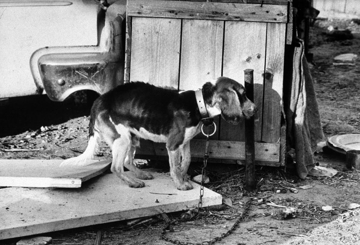 Skin and bones and not much else is all that is left of this young beagle, staked out in [dog dealer Lester] Brown's yard. Beagles are rated by most dog dealers as a 'hot item.'