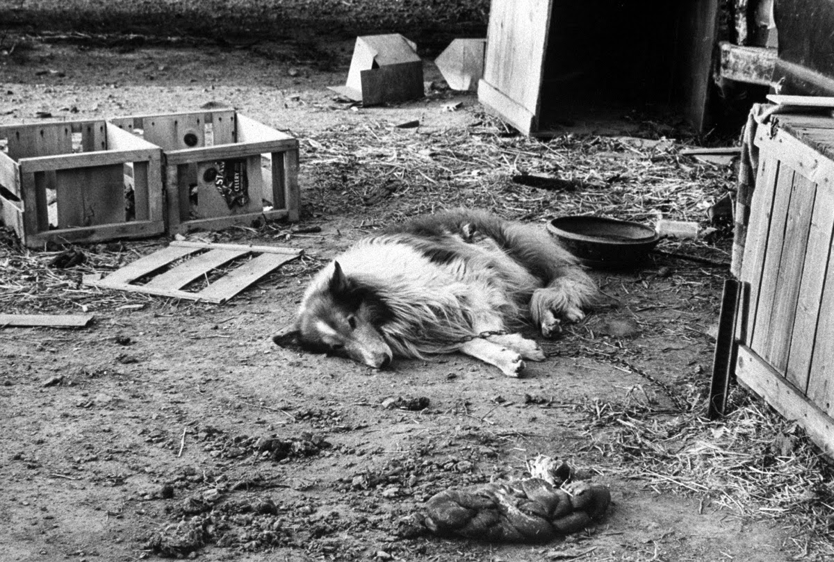 Too weak to crawl to the frozen entrails scattered in Mr. Brown's yard, this collie was not rescued. The humane society could fit only 28 of the worst cases in its truck.
