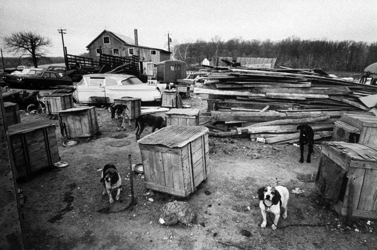 Some of the 103 dogs on the raided property stand chained to wooden boxes. The yard is a clutter of sheds, lumber and junked cars. In foreground are frozen entrails, the usual ration for the dogs.