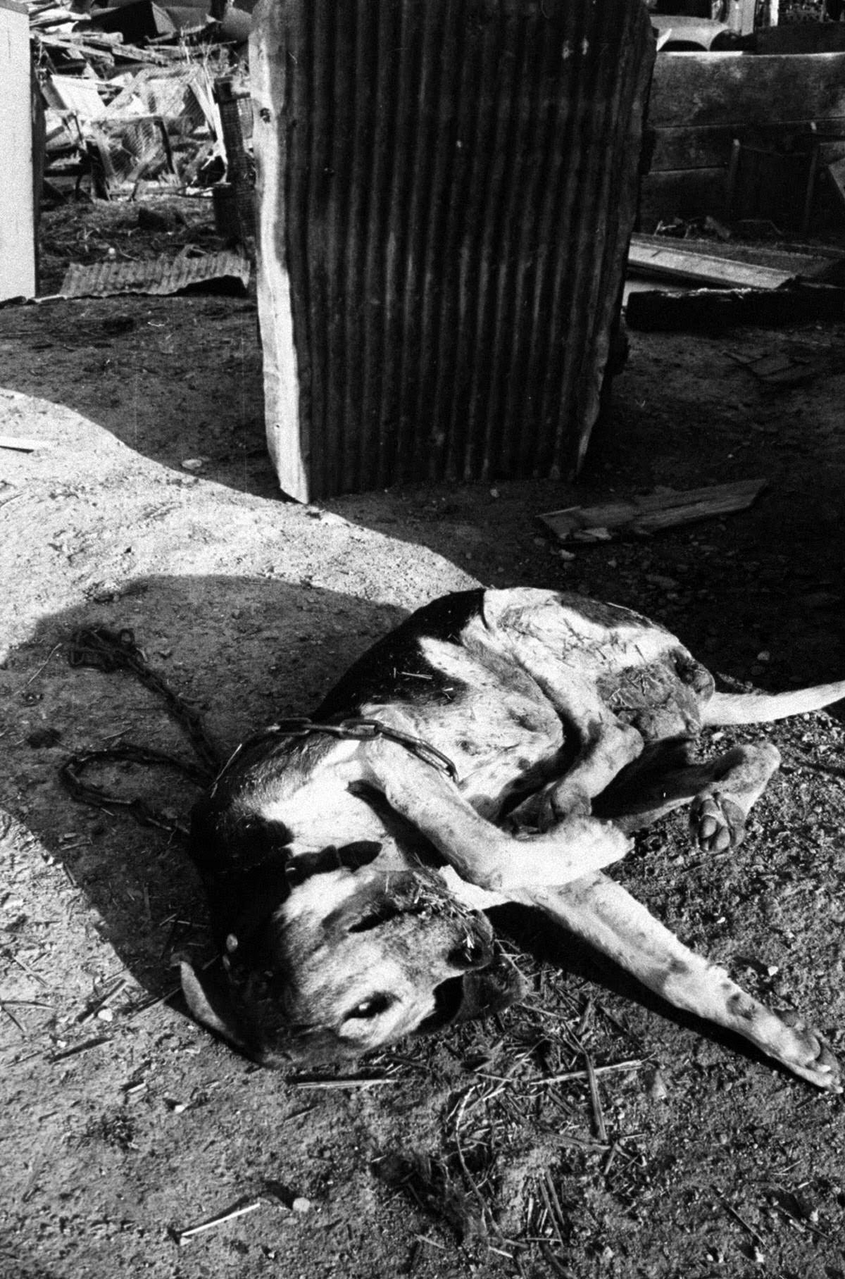 In the raid on Brown's compound the police found this female dog frozen inside a box.
