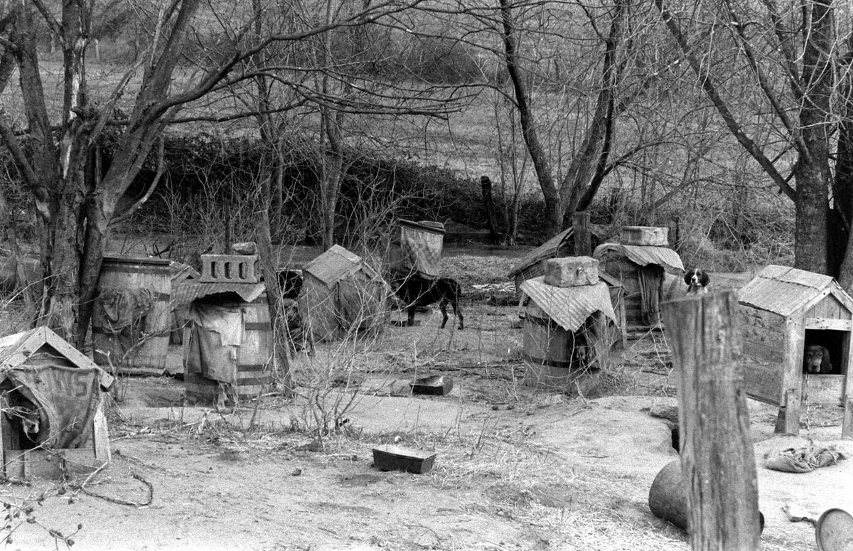 A dog dealer's bleak compound, 1966.
