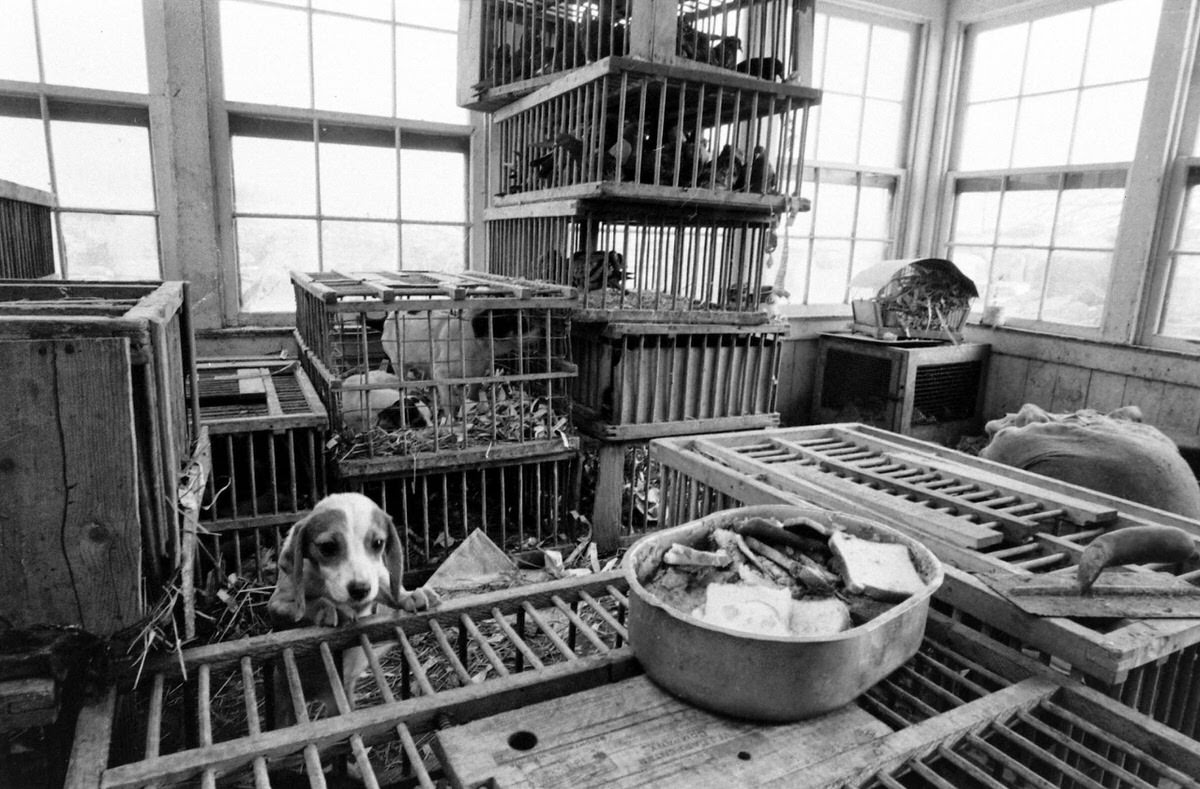 In a shed behind [dog dealer Lester] Brown's house, dogs, pigeons and other creatures were jammed into filthy coops. The only food in sight was the stale bread piled in a washtub.