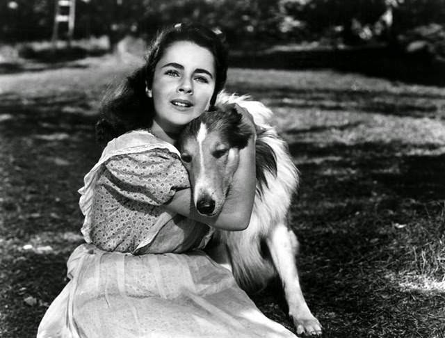 Taylor played opposite another four-legged friend in "Courage of Lassie".