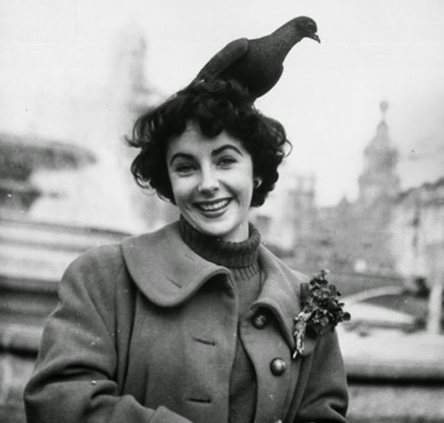 Taylor feeds the pigeons in Trafalgar Square, London in November 1948.