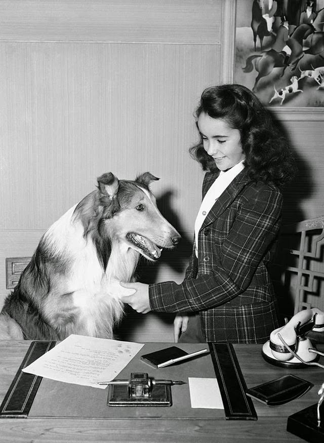 11- year-old Elizabeth Taylor is shown with Lassie around the time of her performance in "Lassie Comes Home" in Los Angeles, 1943.