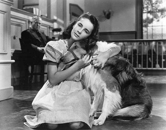 Elizabeth Taylor in "Lassie Come Home," 1943.