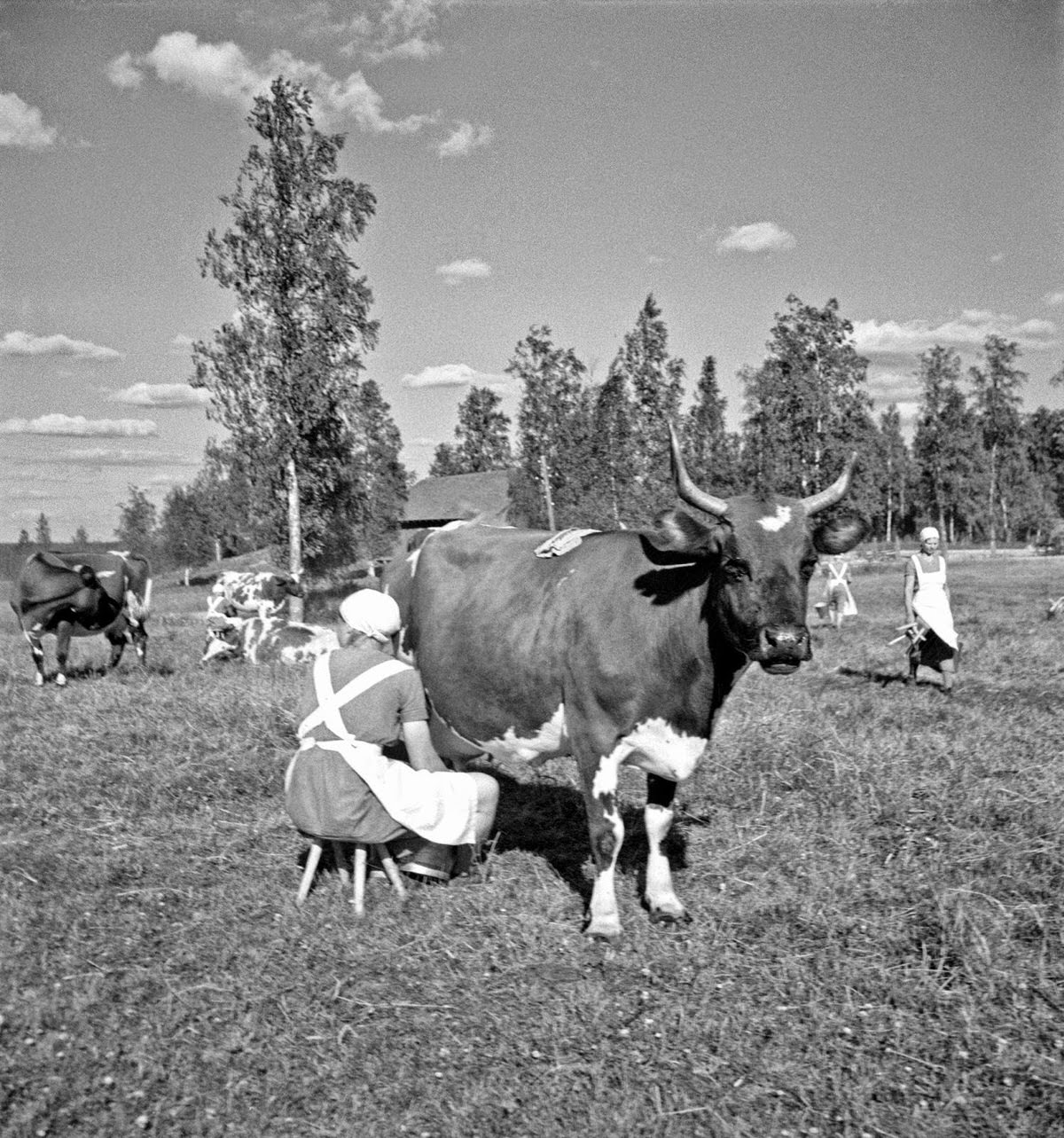 Finland in 1941: Everyday Life Captured by Barbara Wright in Stunning Photos
