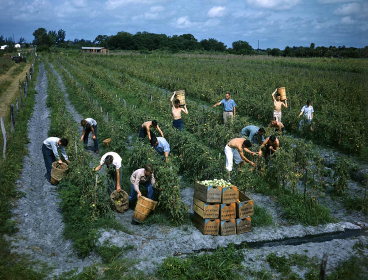 Future Farmers of America members picking tomatoes in Palmetto, Florida, 1940s