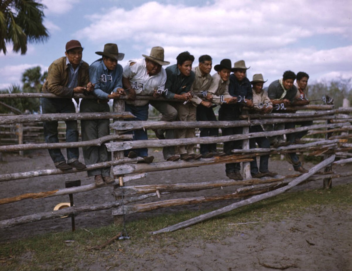Seminole cattlemen using branding irons at the Big Cypress Seminole Indian Reservation, 1940s
