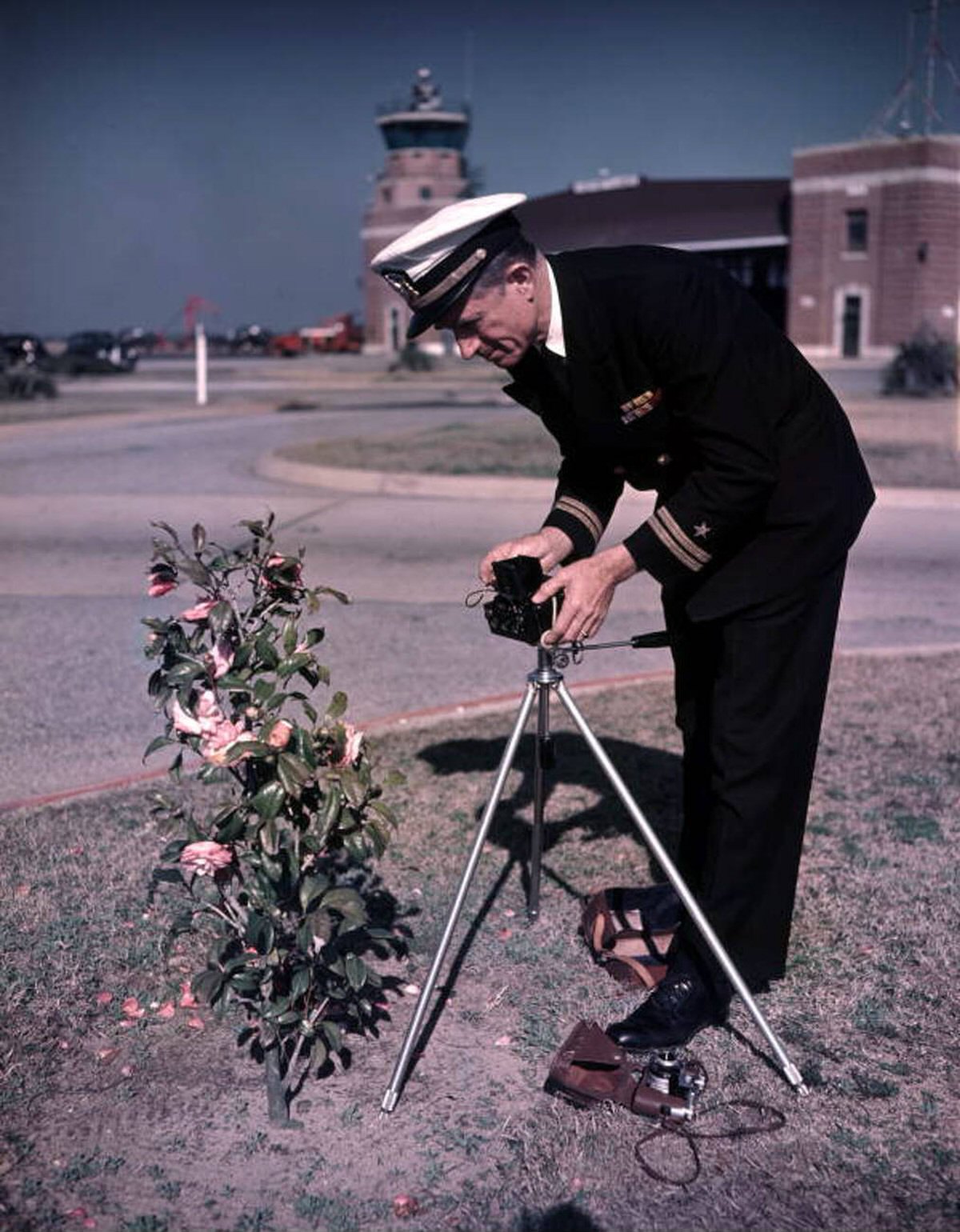 Lieutenant Joe Steinmetz photographing a camellia bush at NAS Pensacola, 1940s