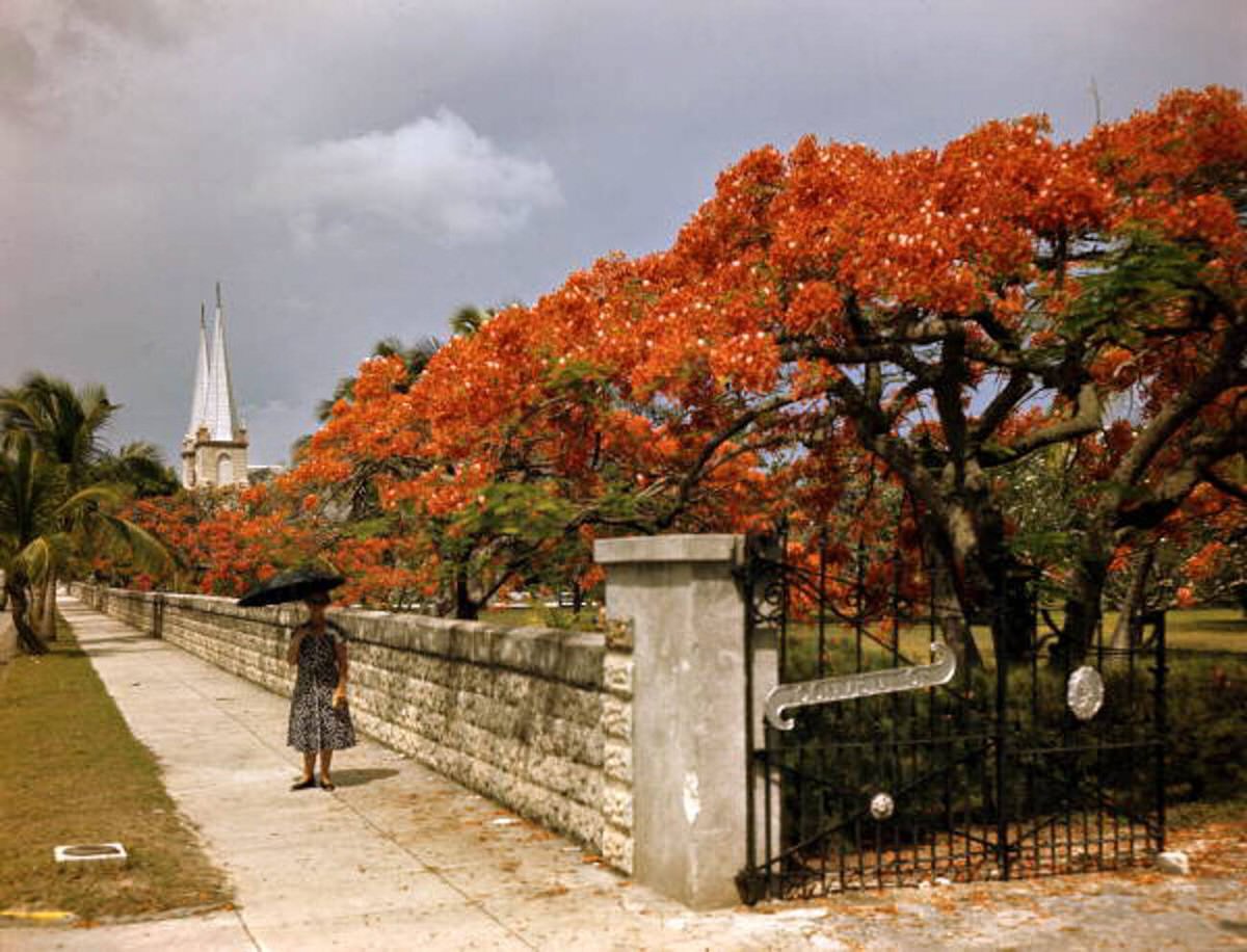 Royal Poinciana flowers in bloom along Truman Avenue in Key West, 1940s