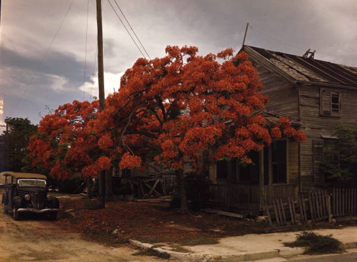 Royal Poinciana tree blooming in Key West, Florida, 1940s