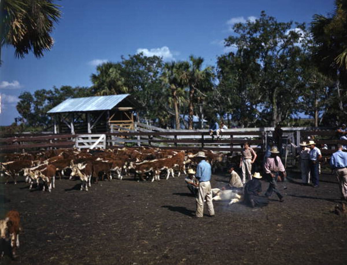 Calf branding at the Brighton Seminole Indian Reservation in Florida, 1940s