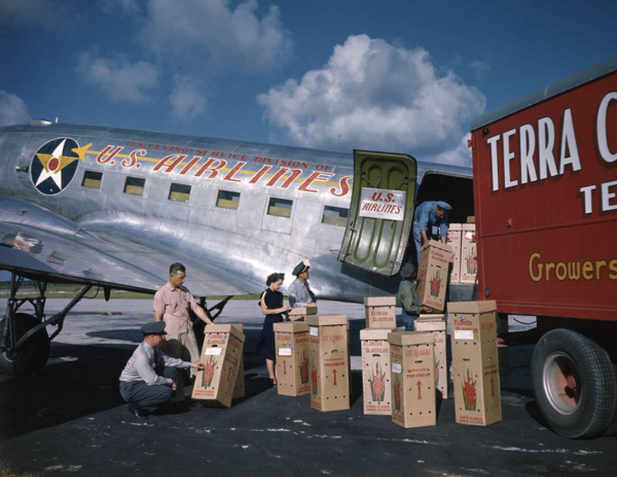 Gladiolus flowers from Terra Ceia Island Farms being loaded onto a plane at Sarasota Airport, 1940s