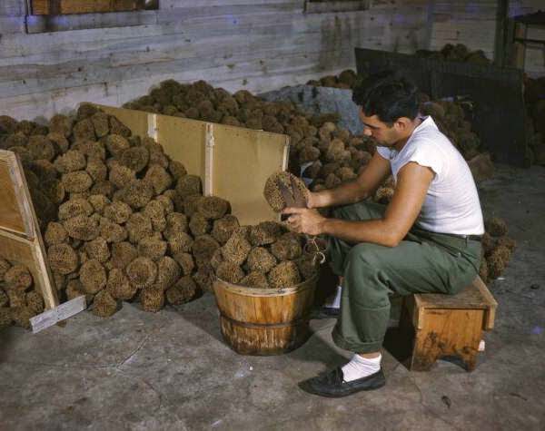 Trimming and sorting sponges in Tarpon Springs, Florida, 1942