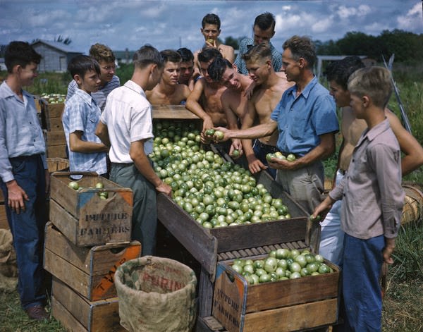 Future Farmers of America packing tomatoes in Palmetto, Florida, 1947