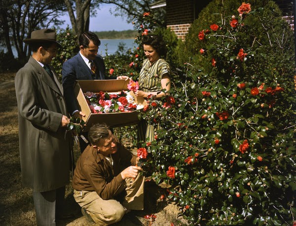 Picking camellias, 1945