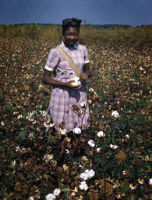 Young woman picking cotton, 1945