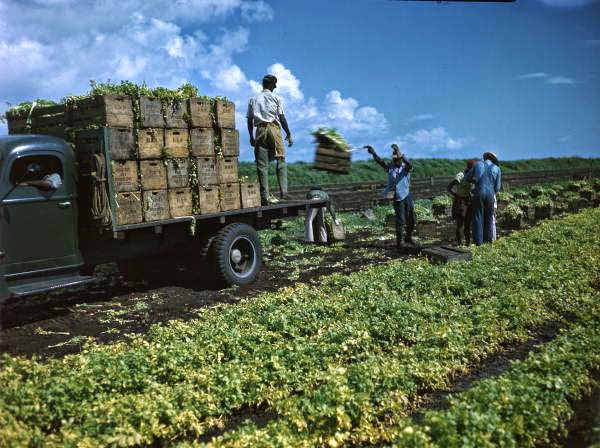 Burquest and Stockbridge Company employees loading celery crates onto trucks near Sarasota, Florida, 1945