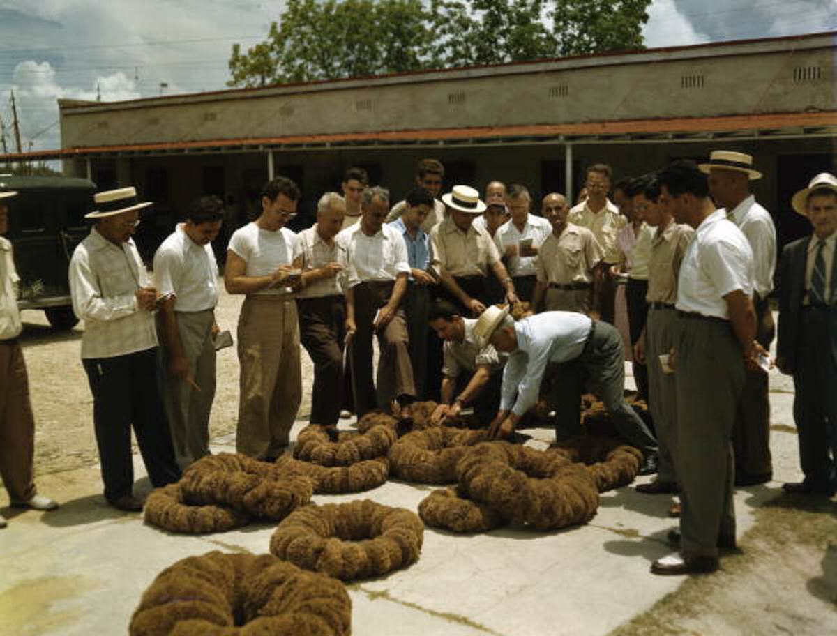 Sponge auction in Tarpon Springs, Florida, 1940s
