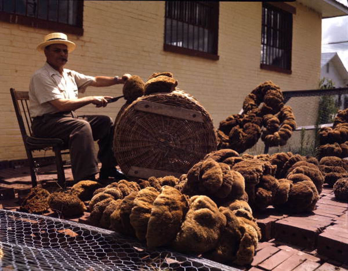 Workers trimming sponges in Tarpon Springs, Florida, 1940s