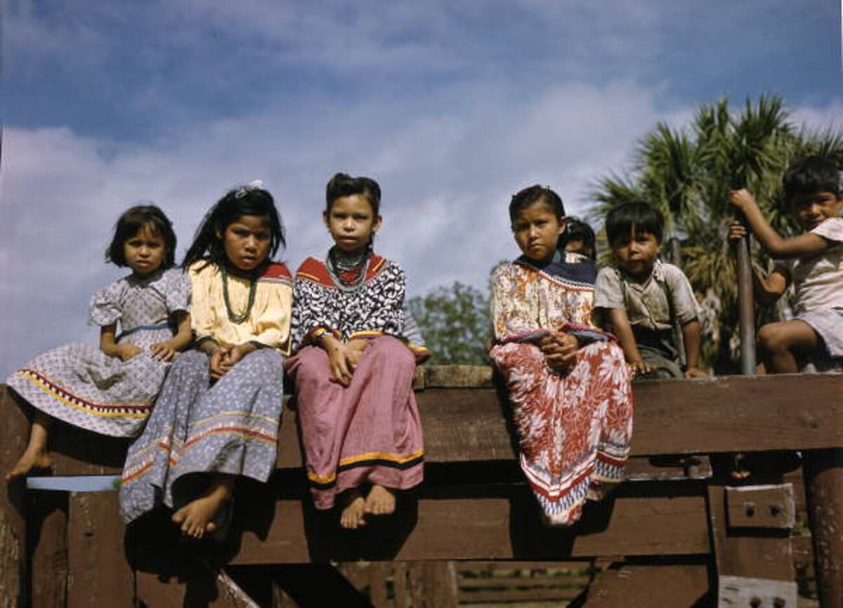 Children observing calf branding on the Brighton Seminole Indian Reservation, 1940s