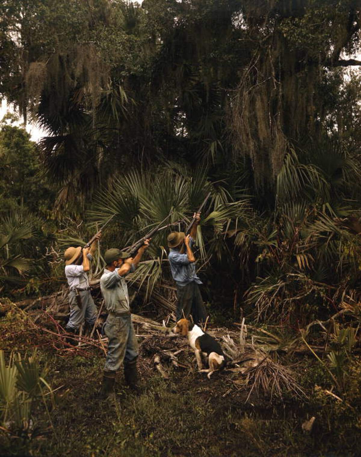 Texas Jim Mitchell and companions hunting in the Florida Everglades, 1940s