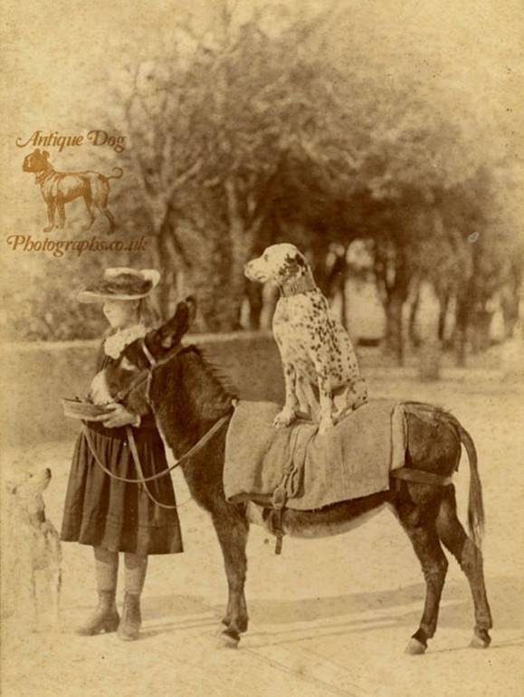 Adorable Vintage Portraits of Girls with Their Dogs You Can’t Help but Love