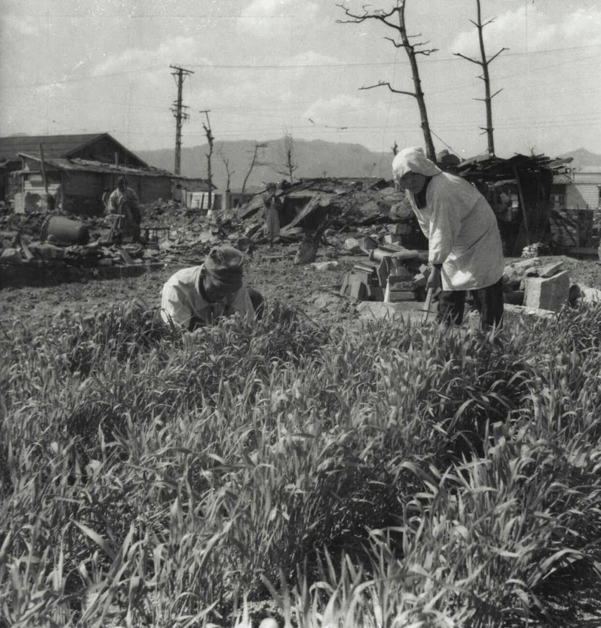 Wheat fields flourishing among the blasted ruins of Hiroshima, 1946