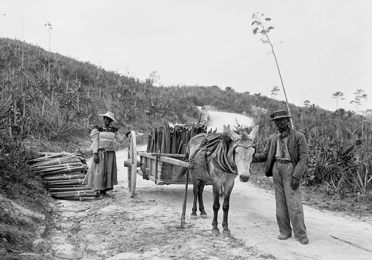 Gathering sisal in Nassau, Bahamas, 1898