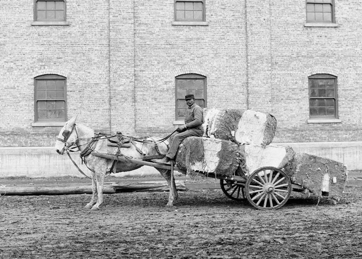 Cotton cart in Mobile, Alabama, 1902