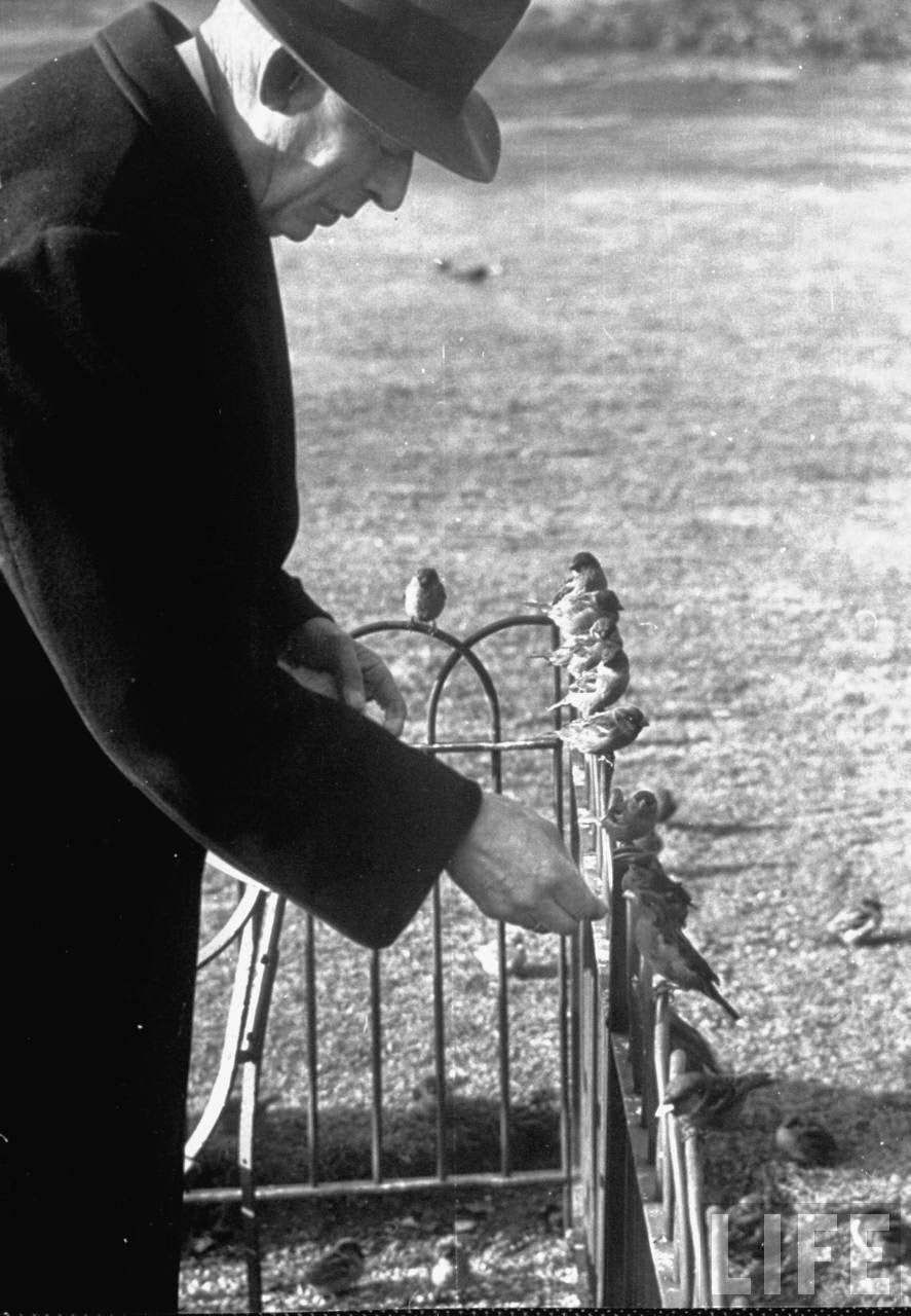 An older man feeding birds perched on a fence in Hyde Park.
