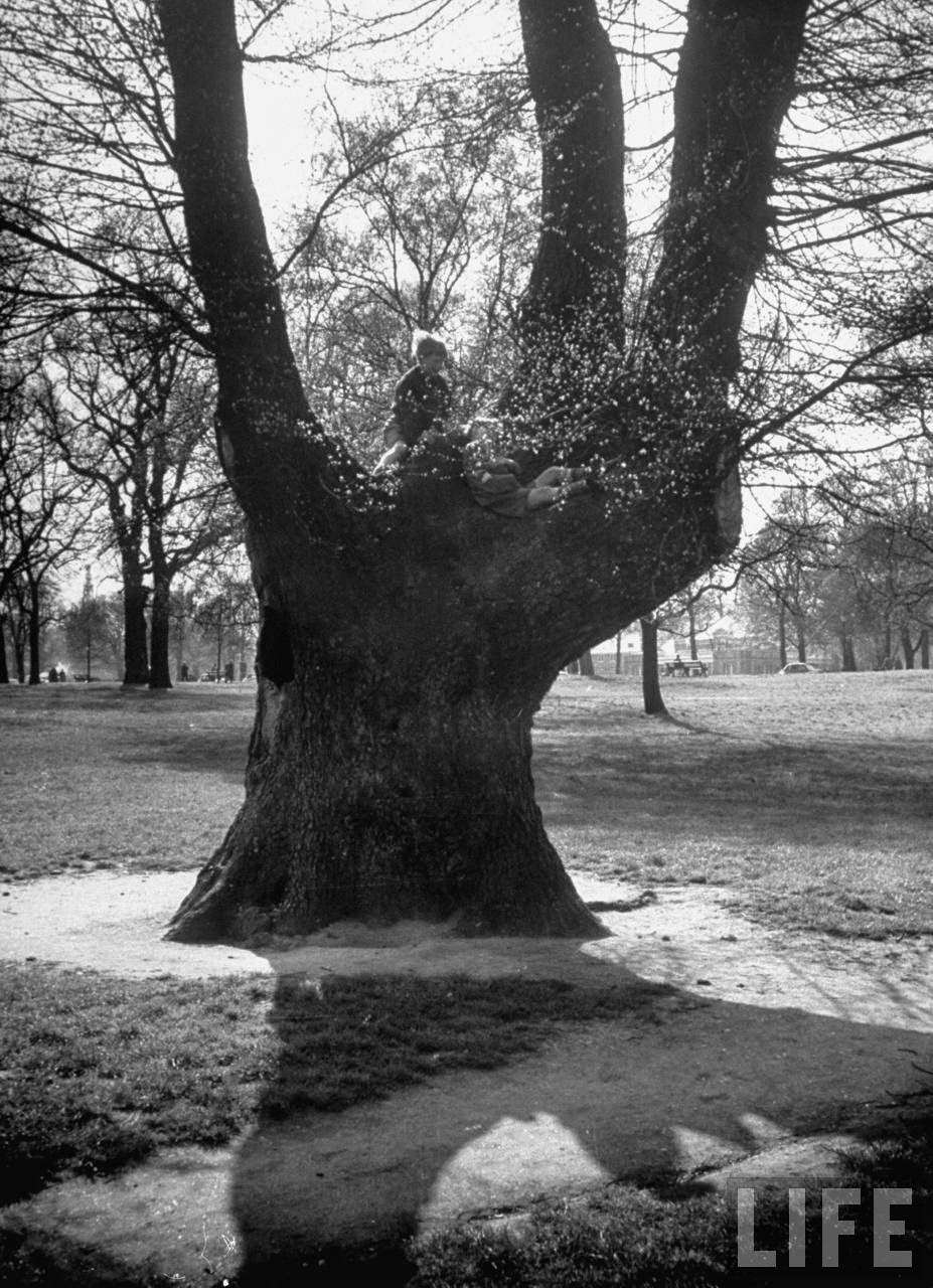 Children playing and climbing up trees.
