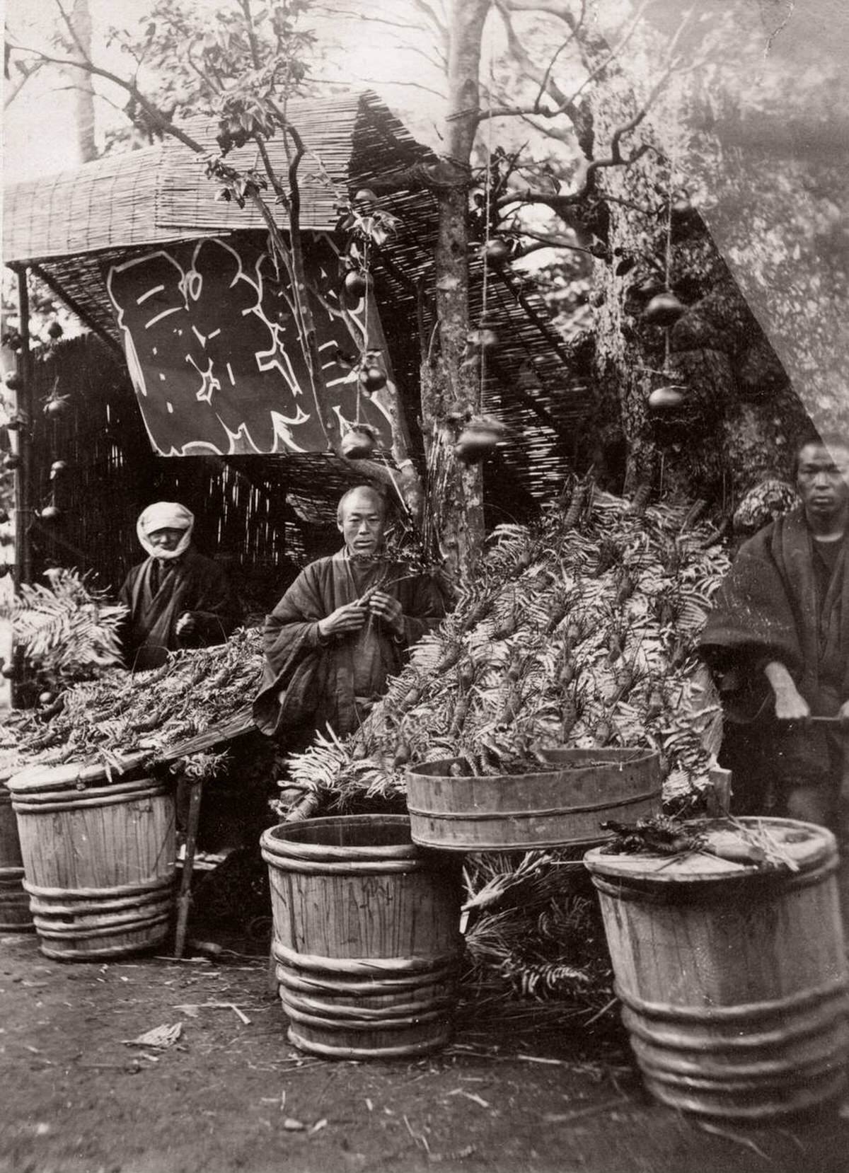 Selling lobsters, 1871