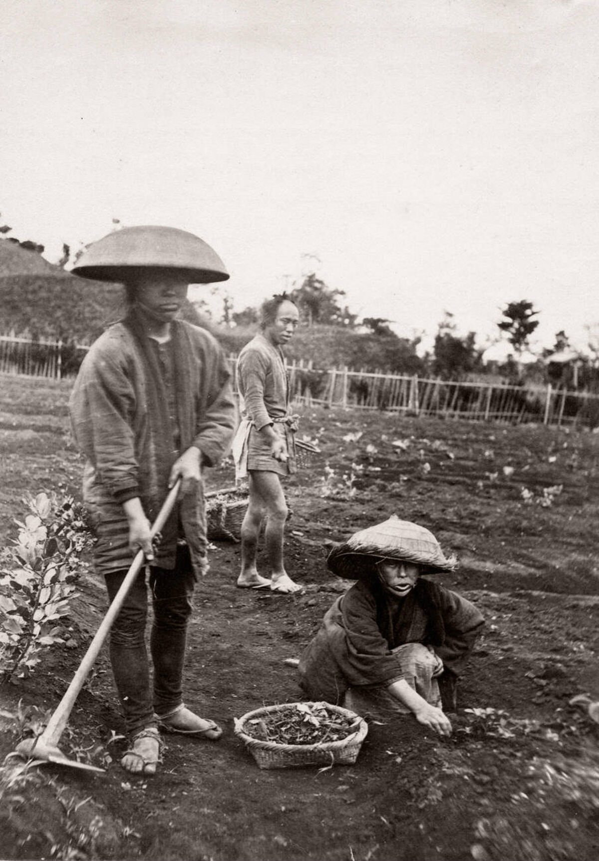 Japanese gardeners or farm workers, 1871