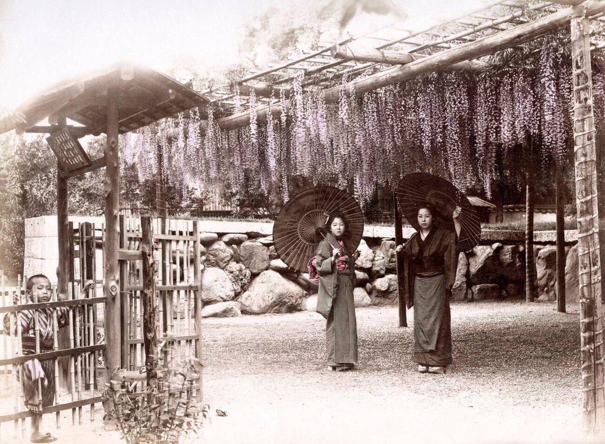 Women with parasols under wisteria plants, 1880s