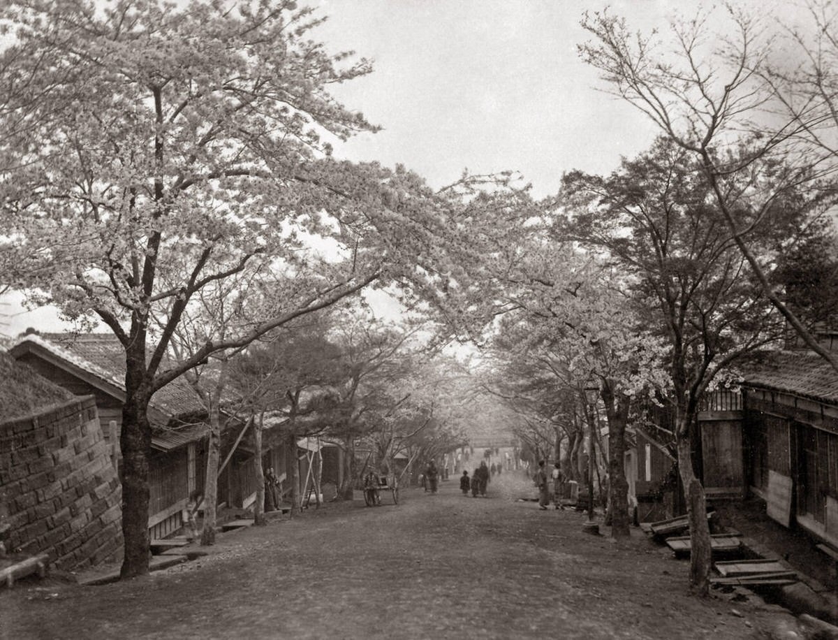 Cherry blossoms lining a sloping street, 1880s