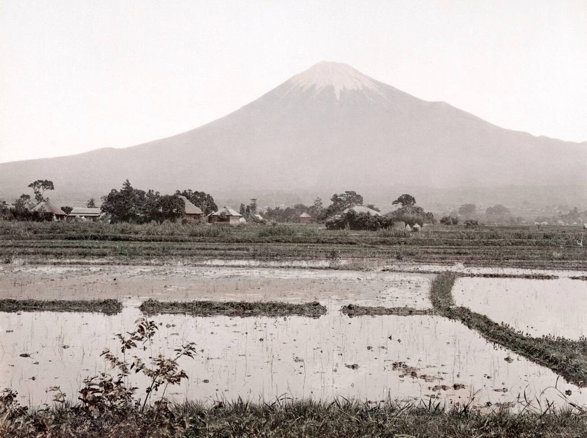 View of Mount Fuji and rice paddy fields, 1880s