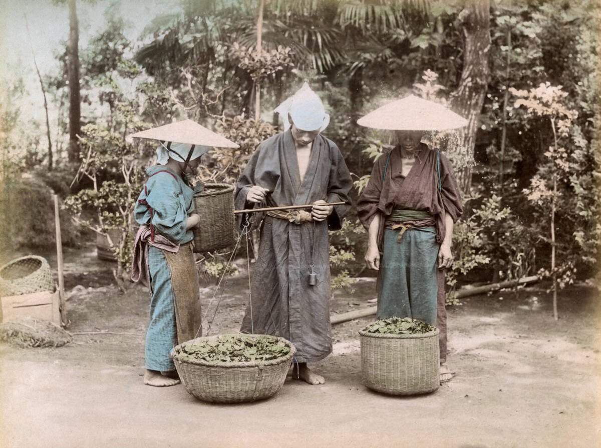 Weighing tea in Japan, 1880s