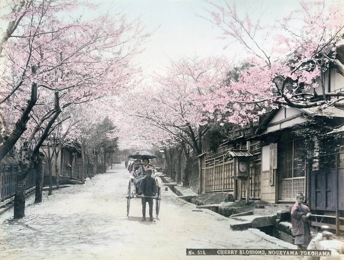 Woman in a rickshaw under cherry blossoms in Nogeyama, Yokohama, 1890s